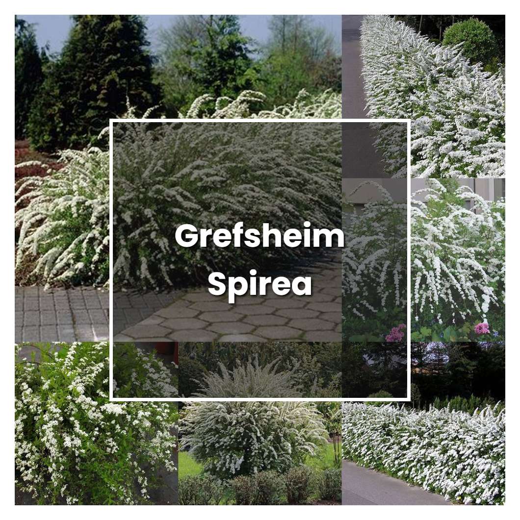 How to Grow Grefsheim Spirea - Plant Care & Tips