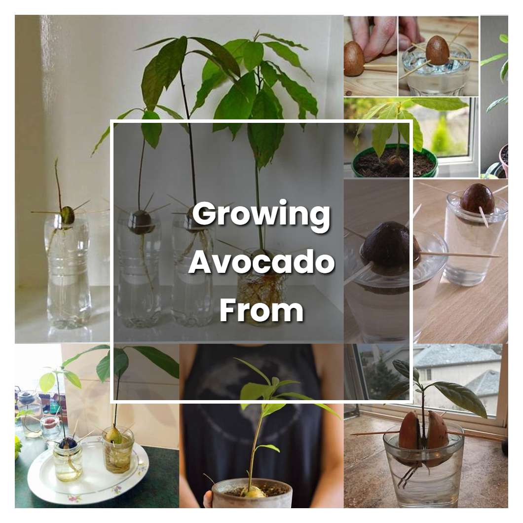 How To Grow Growing Avocado From Seed - Plant Care & Tips | NorwichGardener