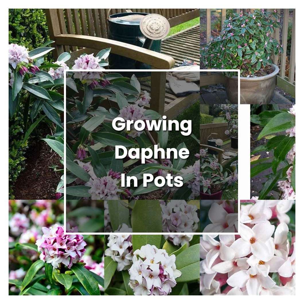 How to Grow Growing Daphne In Pots - Plant Care & Tips | NorwichGardener