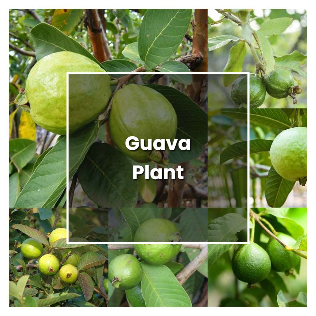 How To Grow Guava Plant - Plant Care & Tips | NorwichGardener