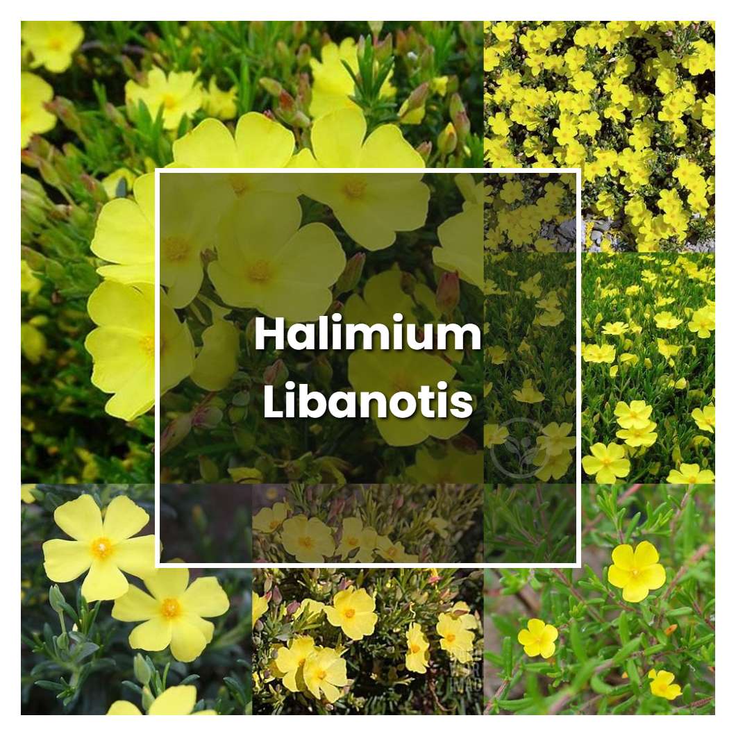 How to Grow Halimium Libanotis - Plant Care & Tips