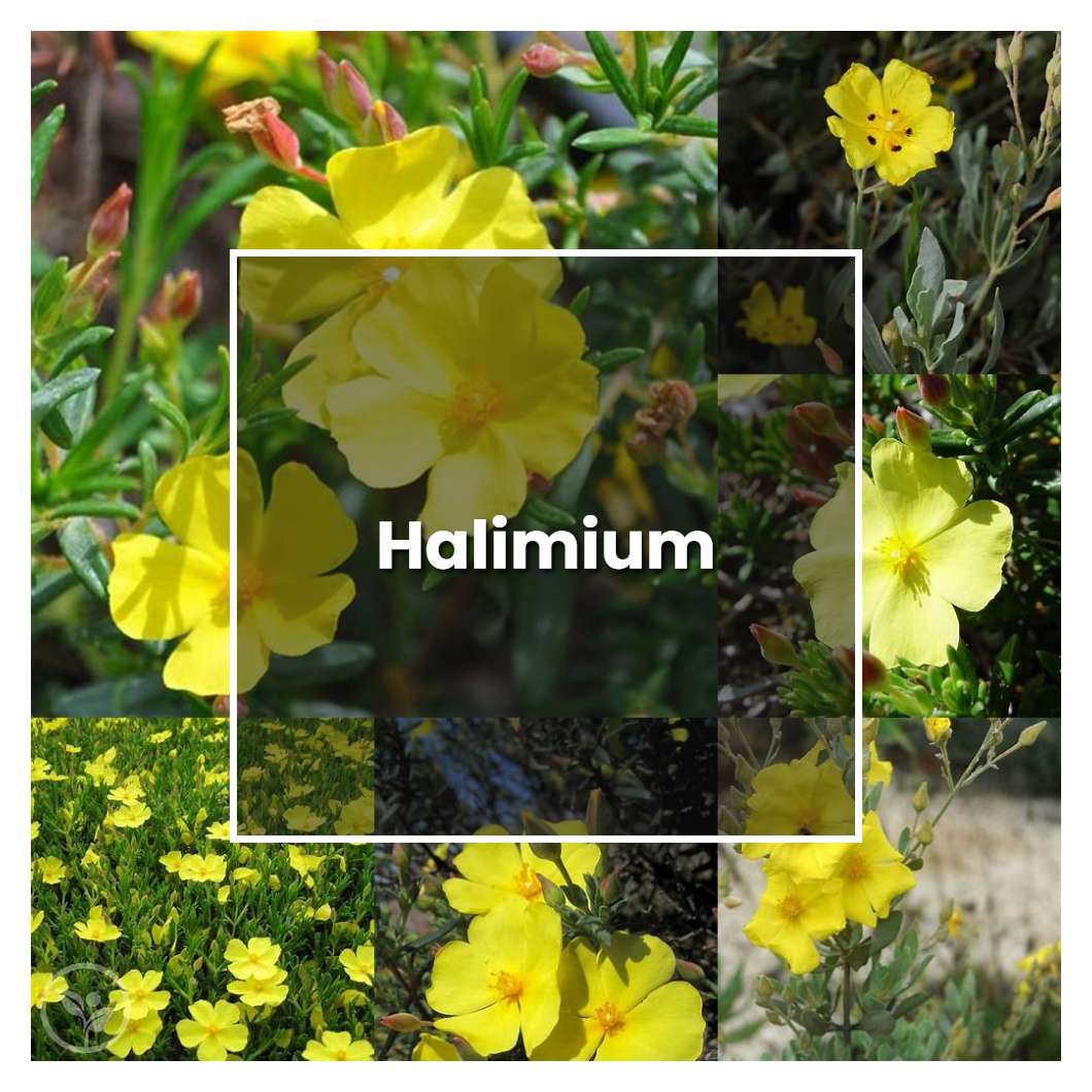 How to Grow Halimium - Plant Care & Tips | NorwichGardener