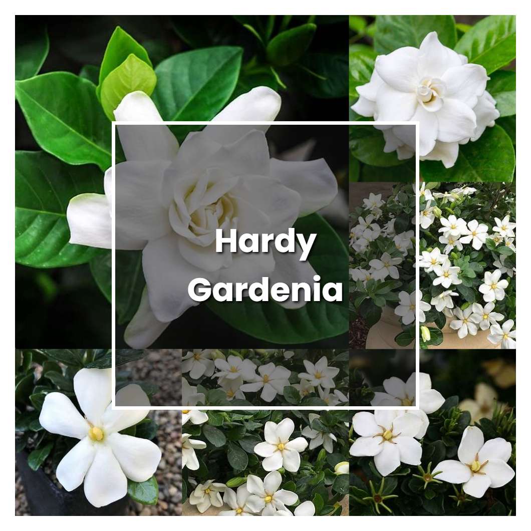 How to Grow Hardy Gardenia - Plant Care & Tips