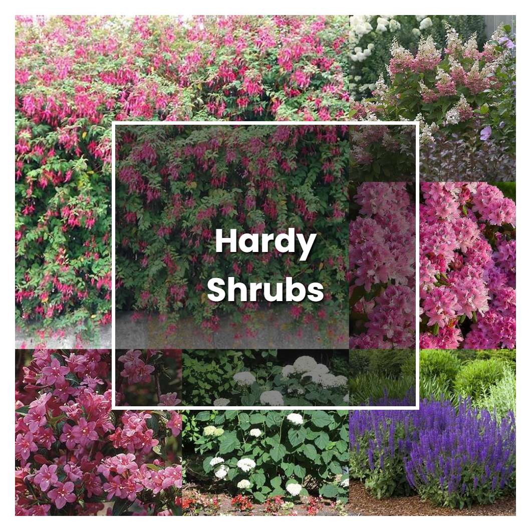 How to Grow Hardy Shrubs - Plant Care & Tips | NorwichGardener