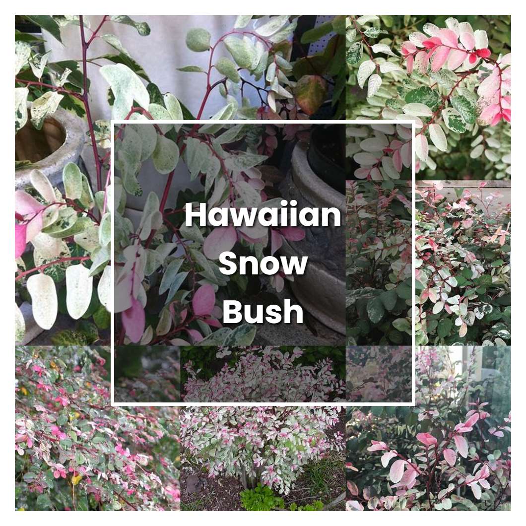 How to Grow Hawaiian Snow Bush - Plant Care & Tips | NorwichGardener