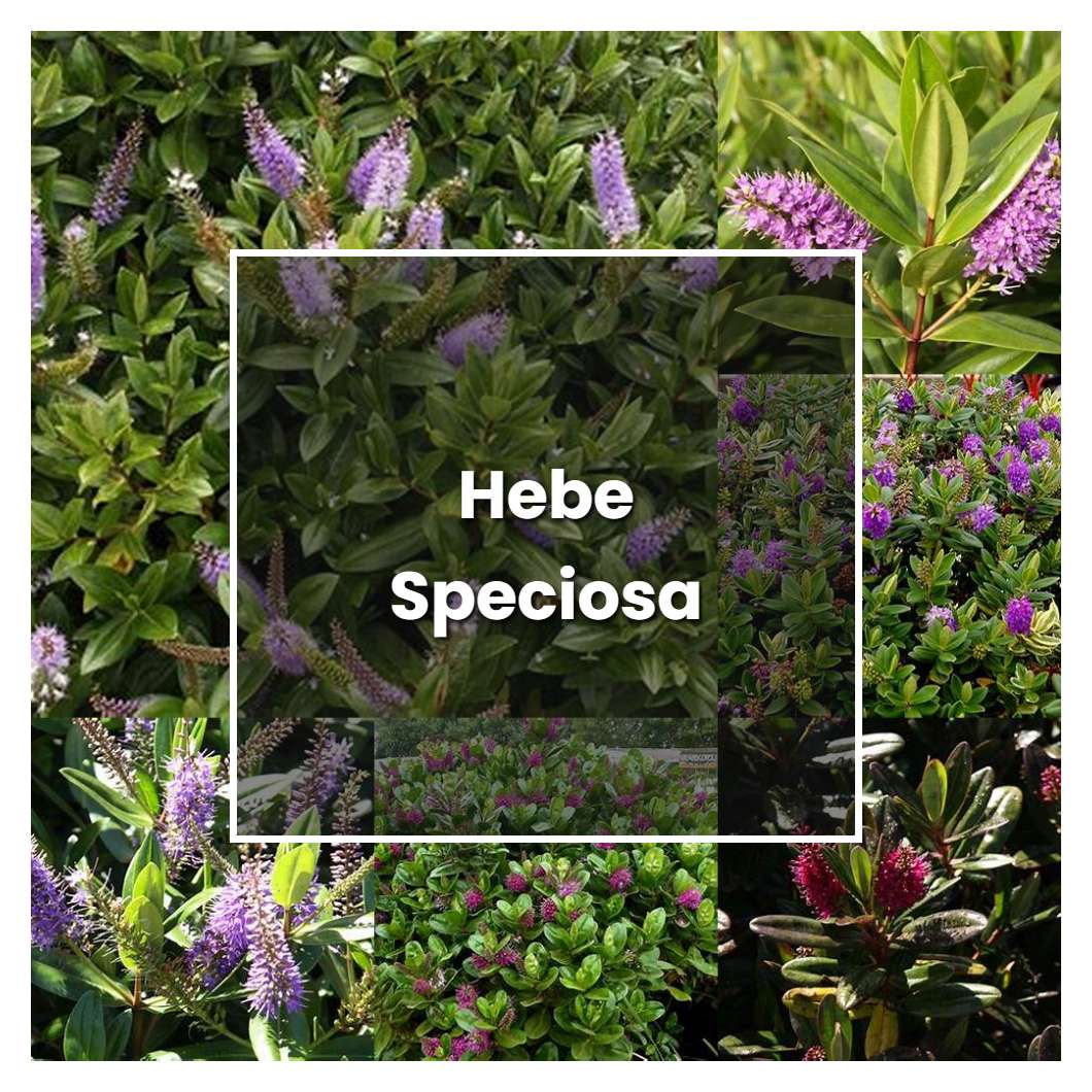 How to Grow Hebe Speciosa - Plant Care & Tips