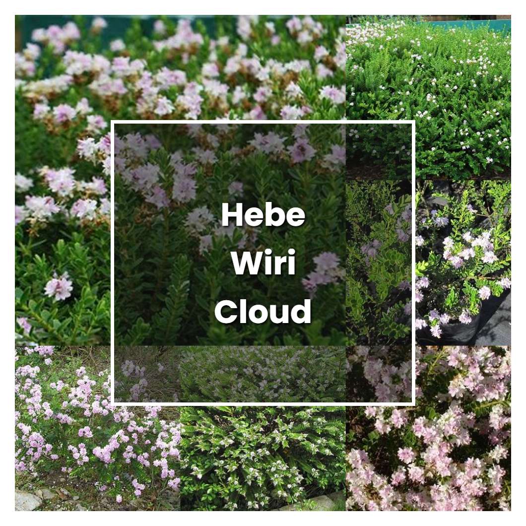 how-to-grow-hebe-wiri-cloud-plant-care-tips-norwichgardener