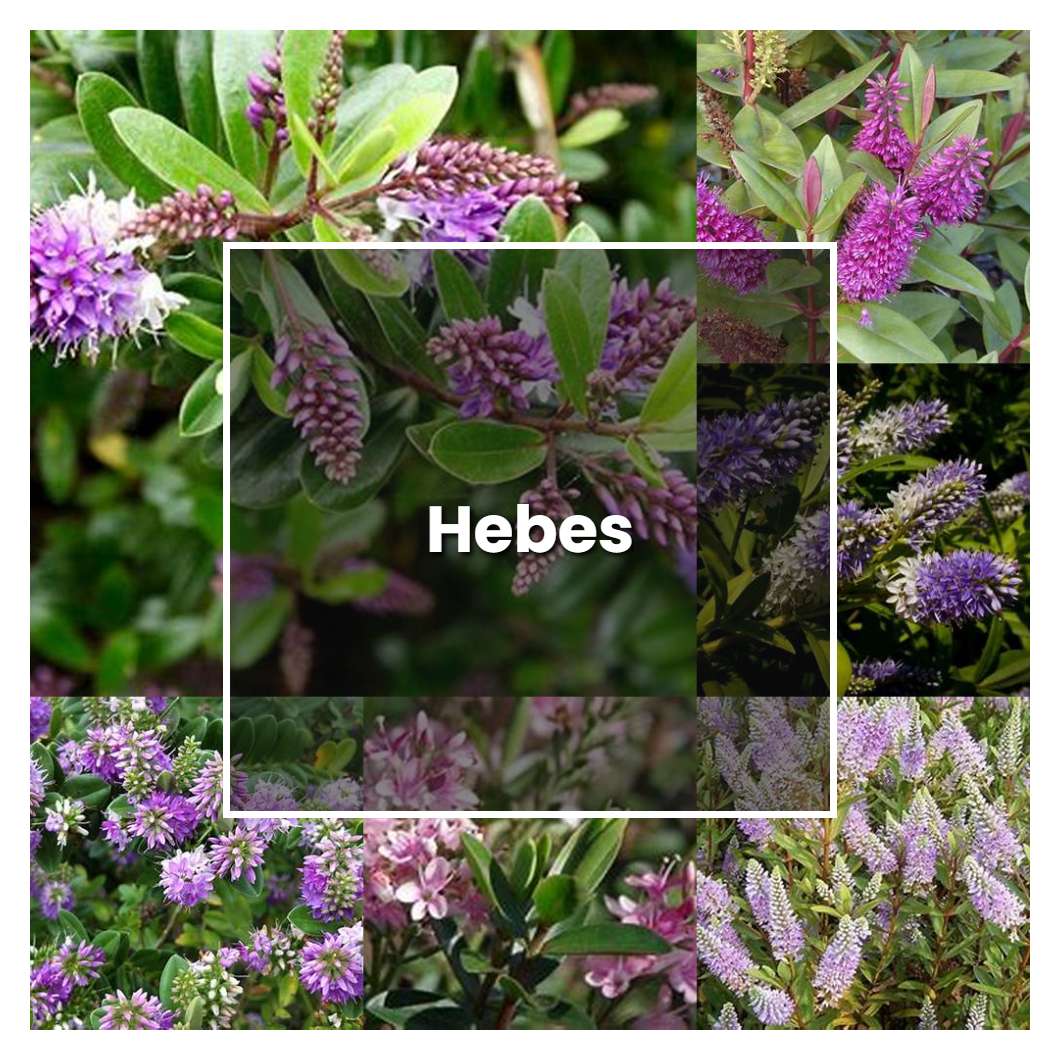 How to Grow Hebes Plant Care & Tips NorwichGardener