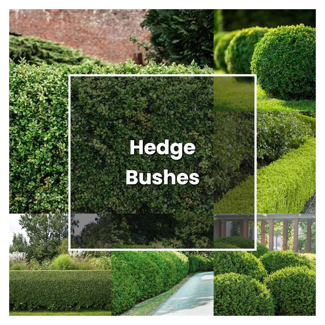 How to Grow Hedge Bushes - Plant Care & Tips