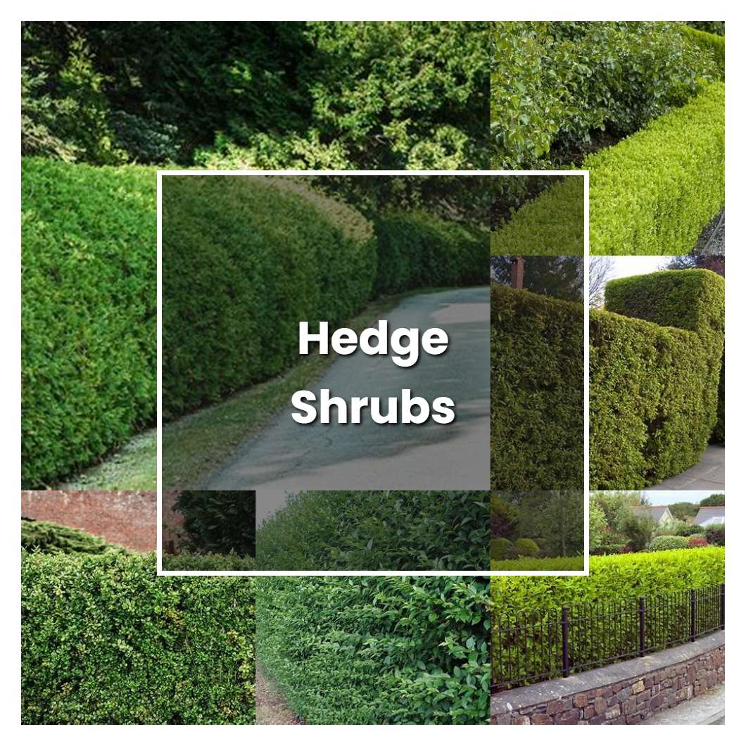 How To Grow Hedge Shrubs - Plant Care & Tips | NorwichGardener