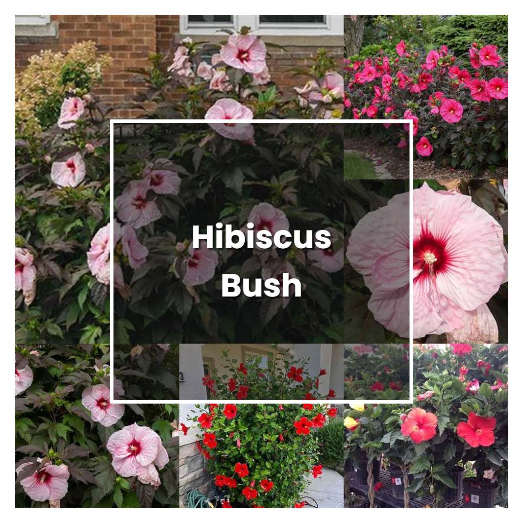 How To Grow Hibiscus Bush - Plant Care & Tips | NorwichGardener