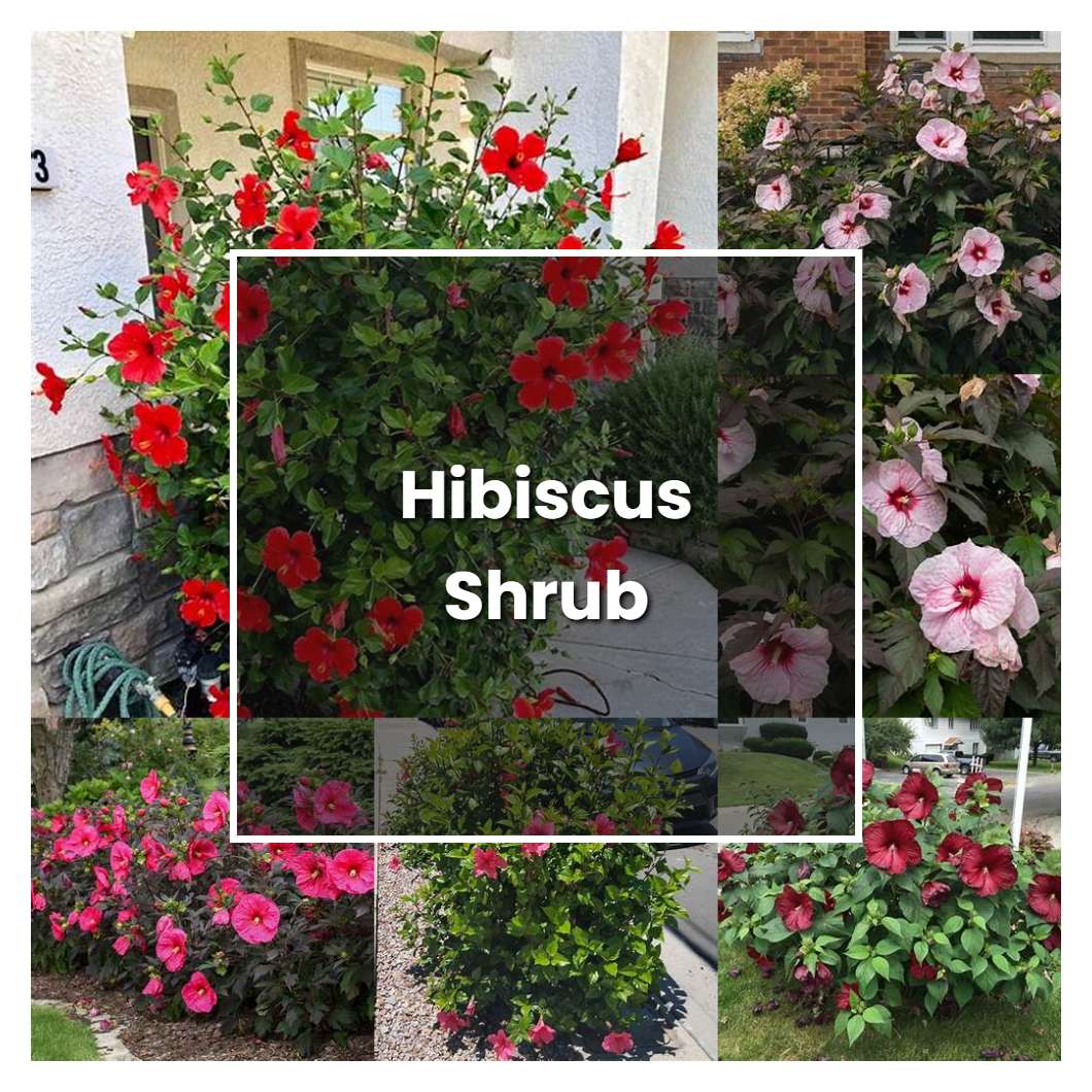 How To Grow Hibiscus Shrub - Plant Care & Tips | NorwichGardener