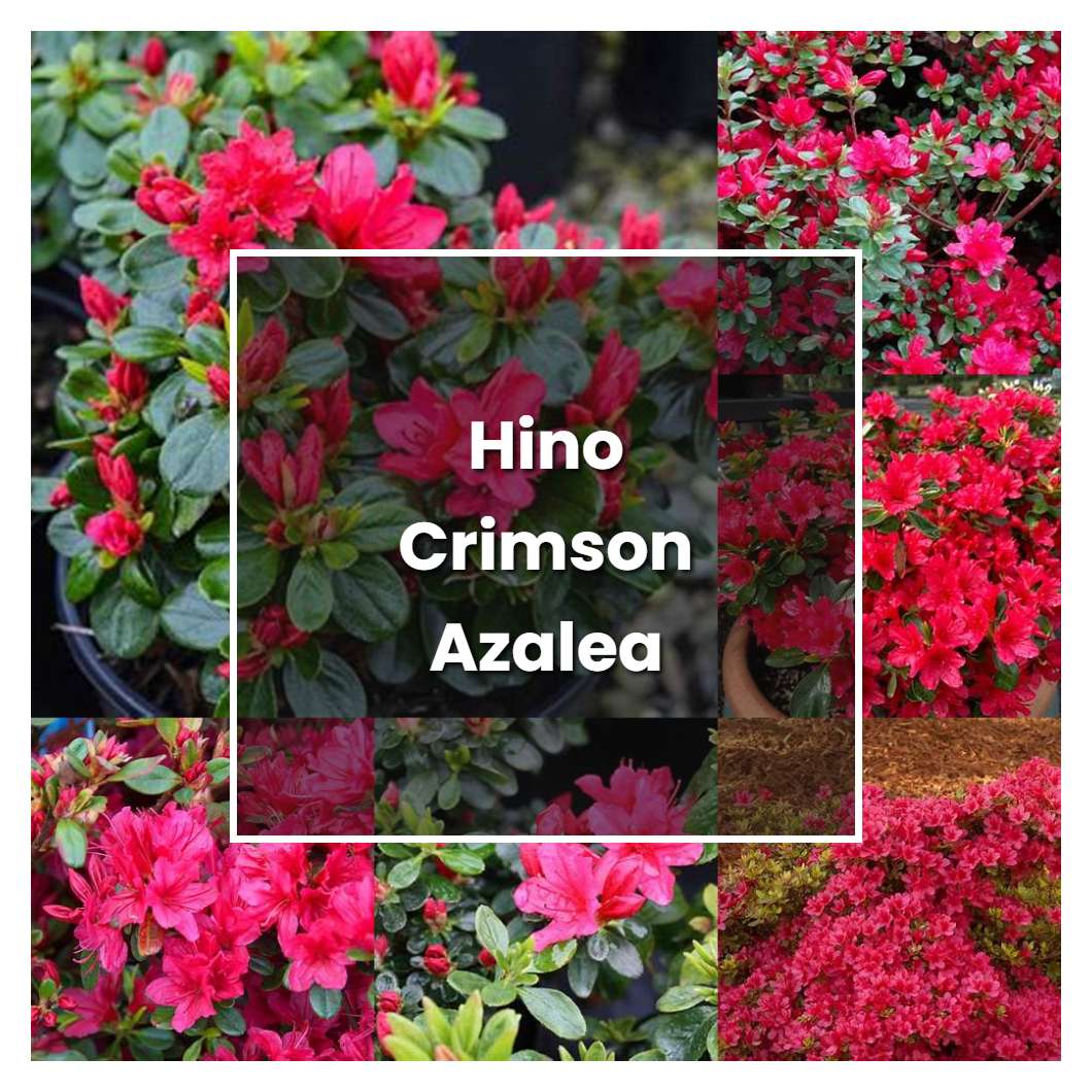 How to Grow Hino Crimson Azalea - Plant Care & Tips