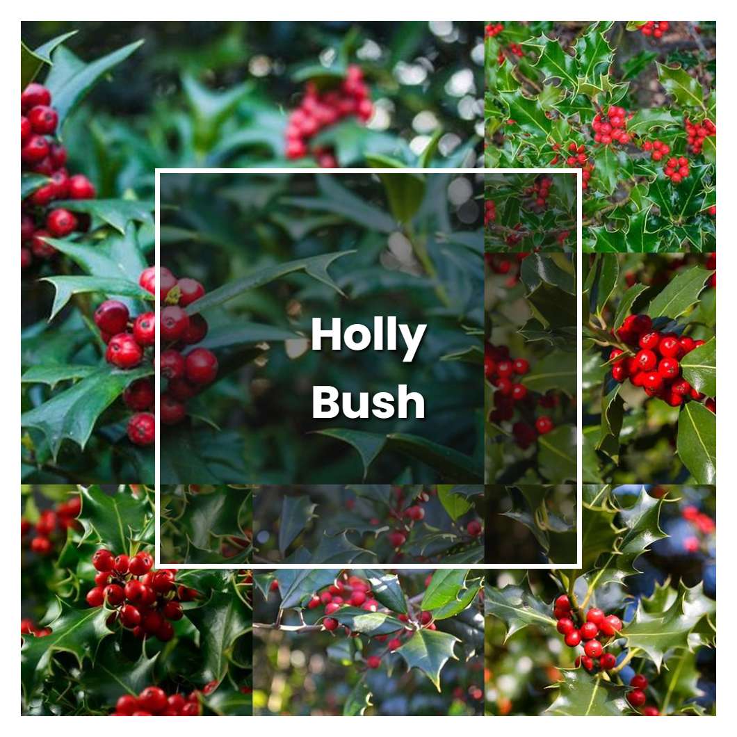 How to Grow Holly Bush Plant Care & Tips NorwichGardener