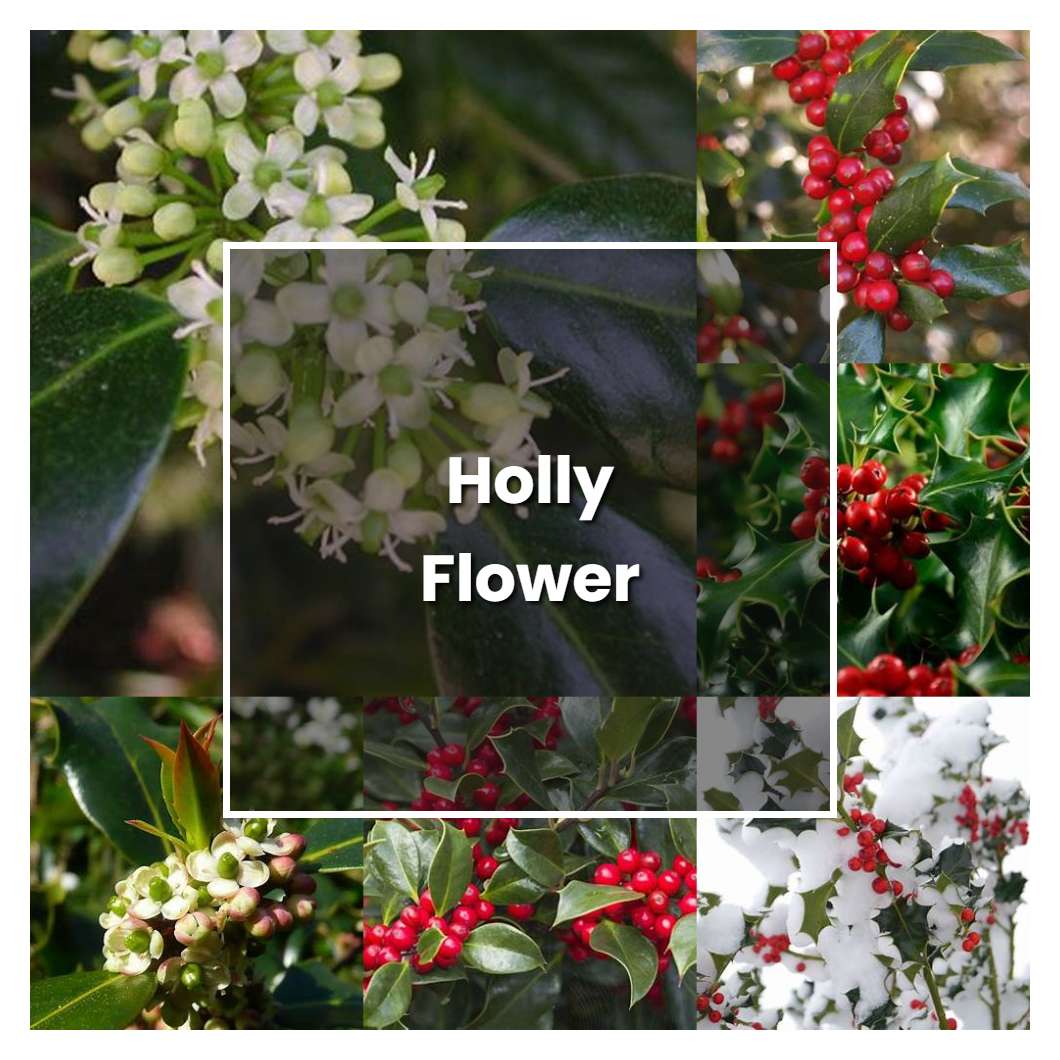 How to Grow Holly Flower - Plant Care & Tips | NorwichGardener