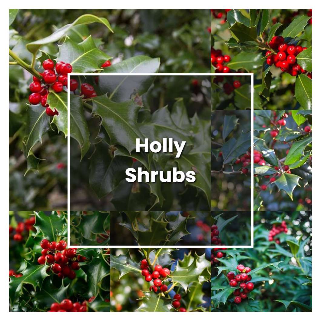 How to Grow Holly Shrubs - Plant Care & Tips