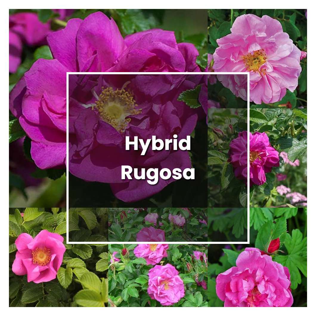 How to Grow Hybrid Rugosa - Plant Care & Tips | NorwichGardener