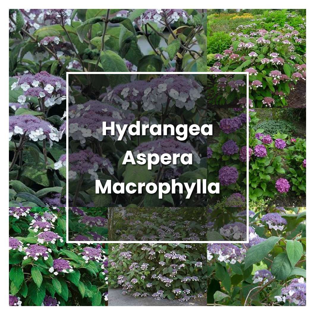 How To Grow Hydrangea Aspera Macrophylla Plant Care And Tips Norwichgardener