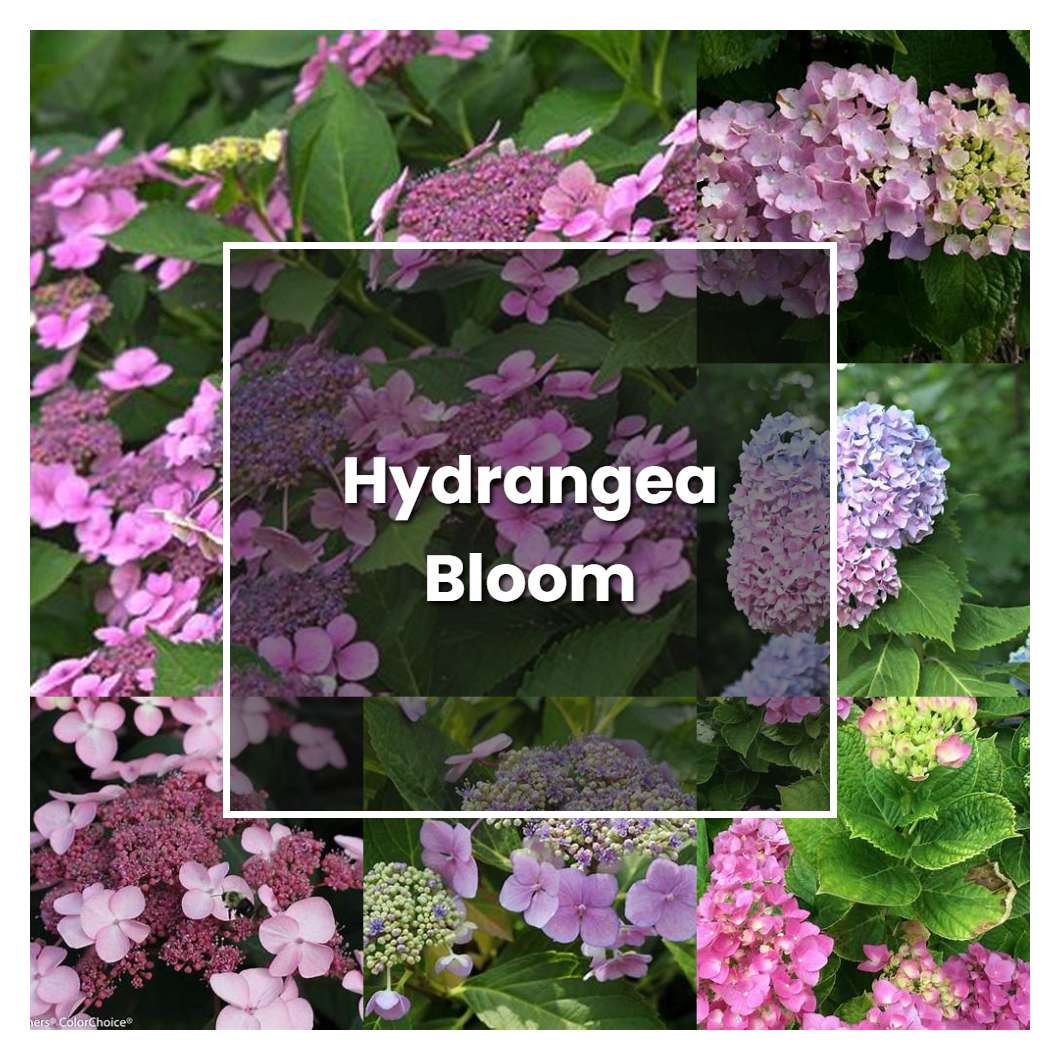 How to Grow Hydrangea Bloom - Plant Care & Tips | NorwichGardener