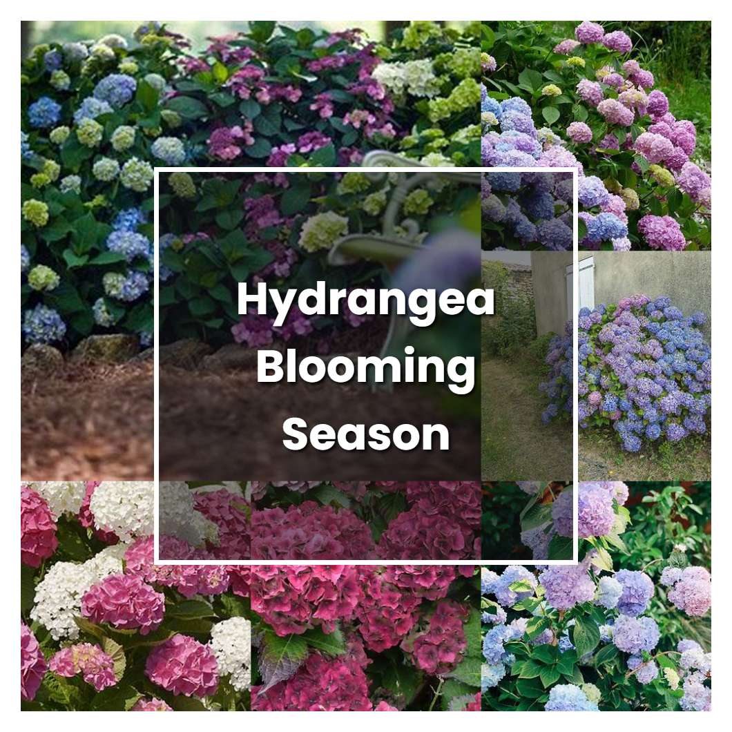 How to Grow Hydrangea Blooming Season - Plant Care & Tips | NorwichGardener