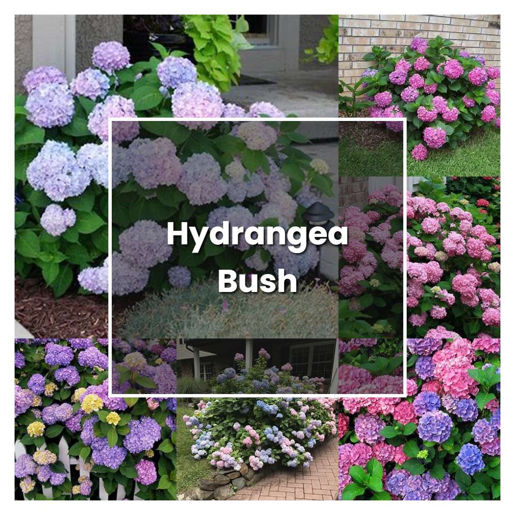 How To Grow Hydrangea Bush - Plant Care & Tips | NorwichGardener