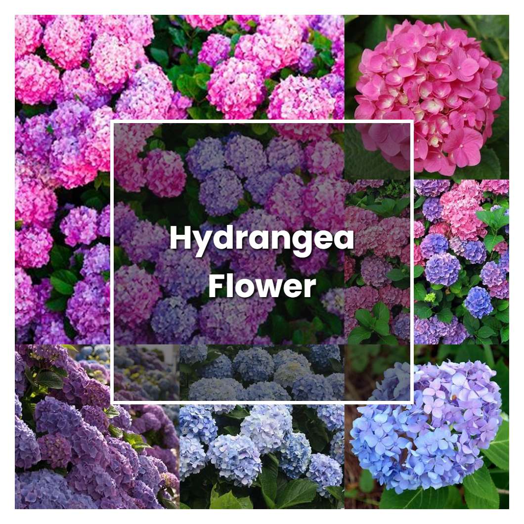 How To Grow Hydrangea Flower Plant Care And Tips Norwichgardener