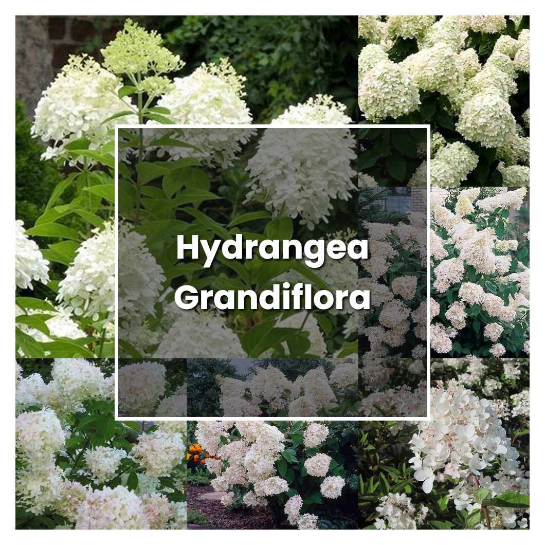 How to Grow Hydrangea Grandiflora Plant Care & Tips NorwichGardener