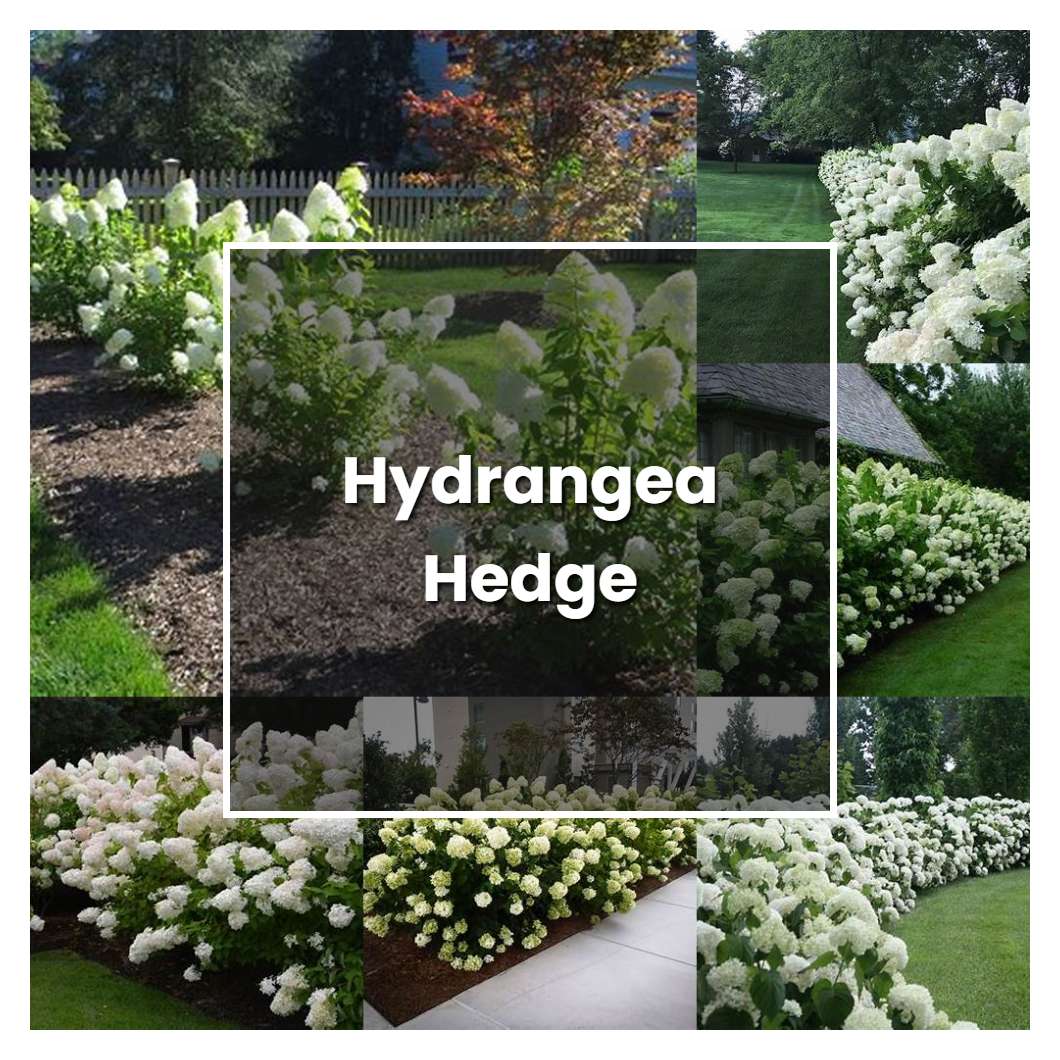 How To Grow Hydrangea Hedge Plant Care And Tips Norwichgardener 4633