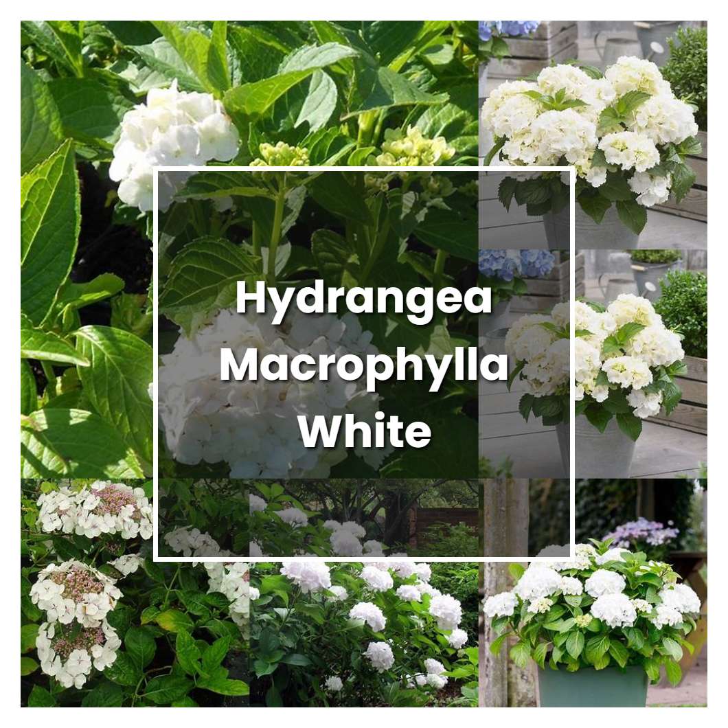 How To Grow Hydrangea Macrophylla White Plant Care And Tips Norwichgardener