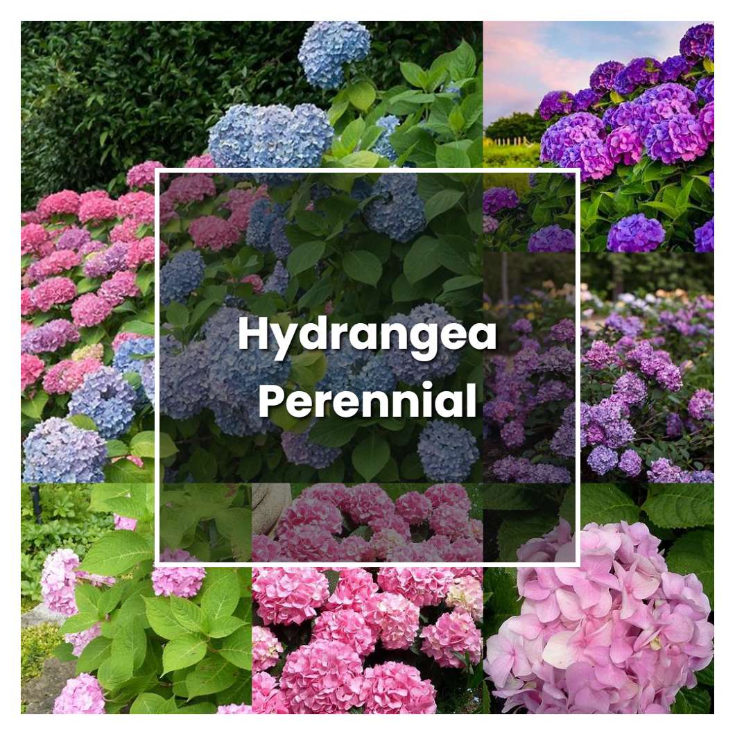 How to Grow Hydrangea Perennial Plant Care & Tips NorwichGardener