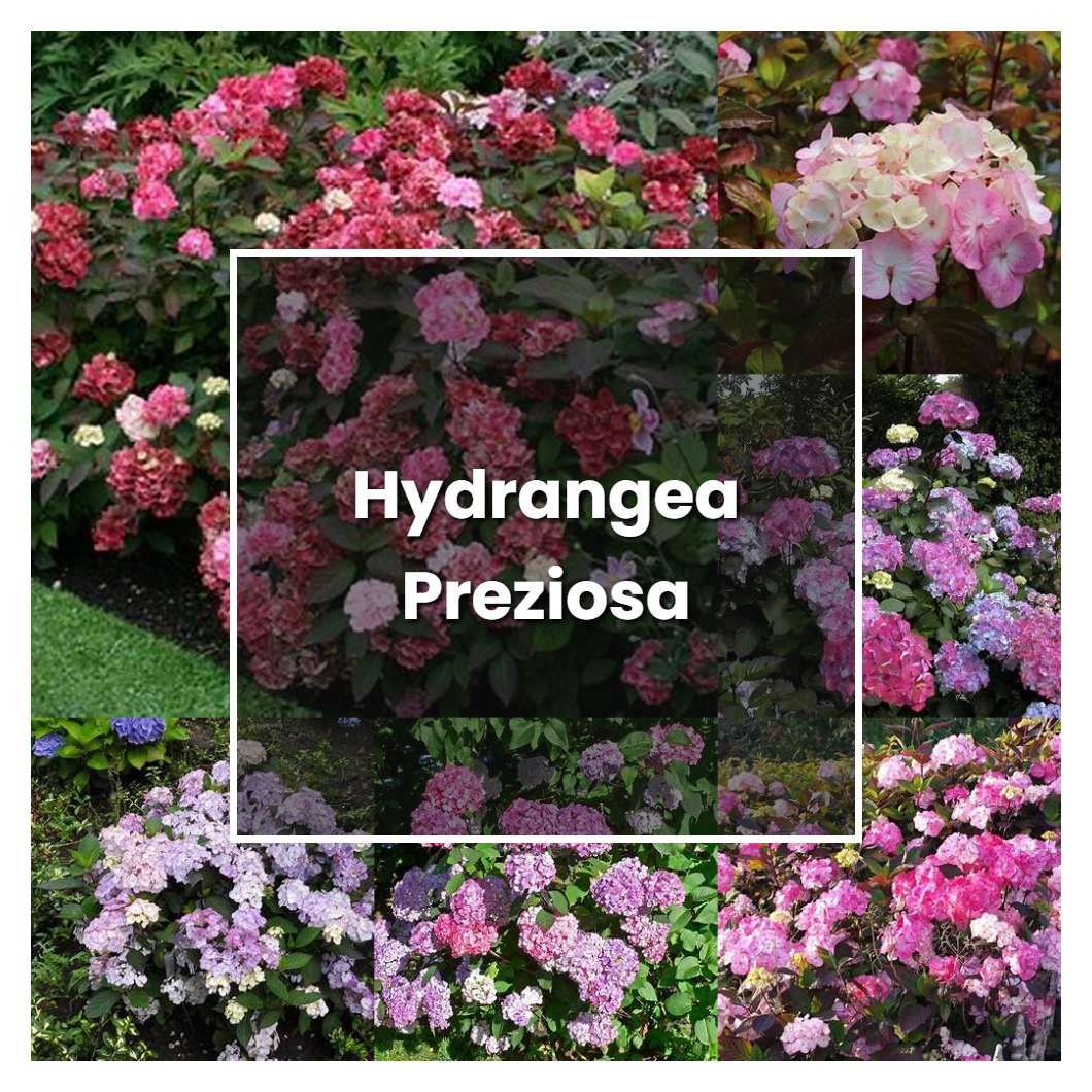 How to Grow Hydrangea Preziosa - Plant Care & Tips