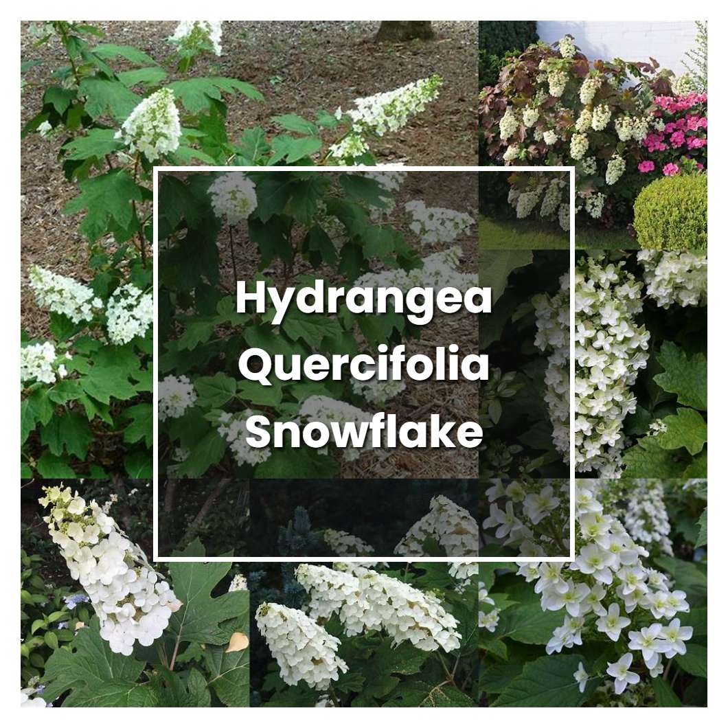 How to Grow Hydrangea Quercifolia Snowflake - Plant Care & Tips