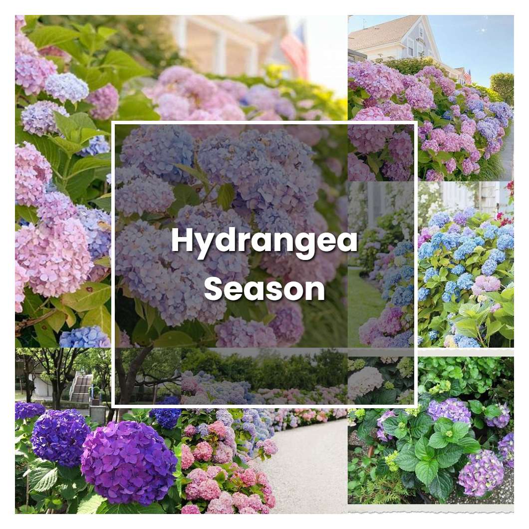 How To Grow Hydrangea Season Plant Care And Tips Norwichgardener 0426