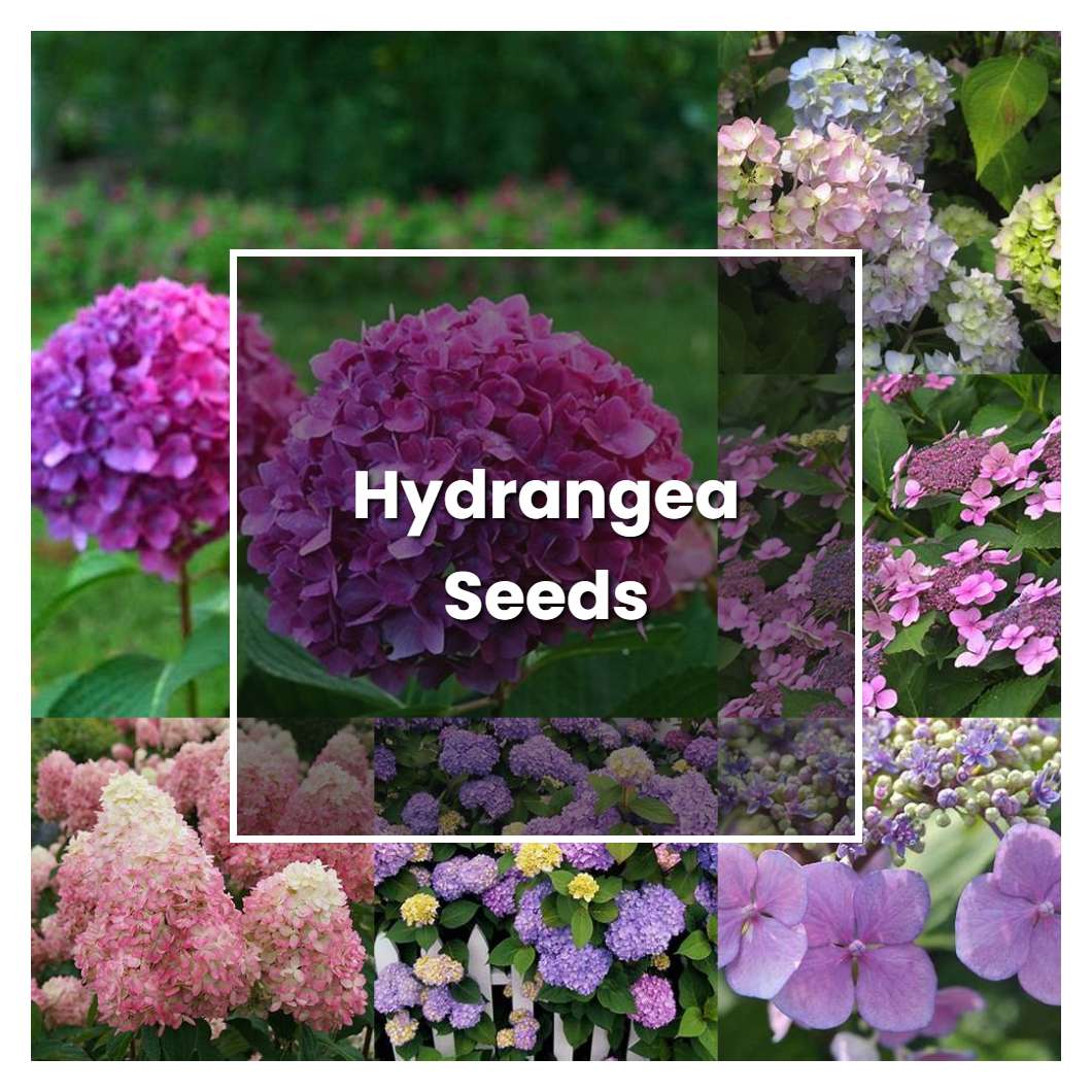 How to Grow Hydrangea Seeds - Plant Care & Tips | NorwichGardener