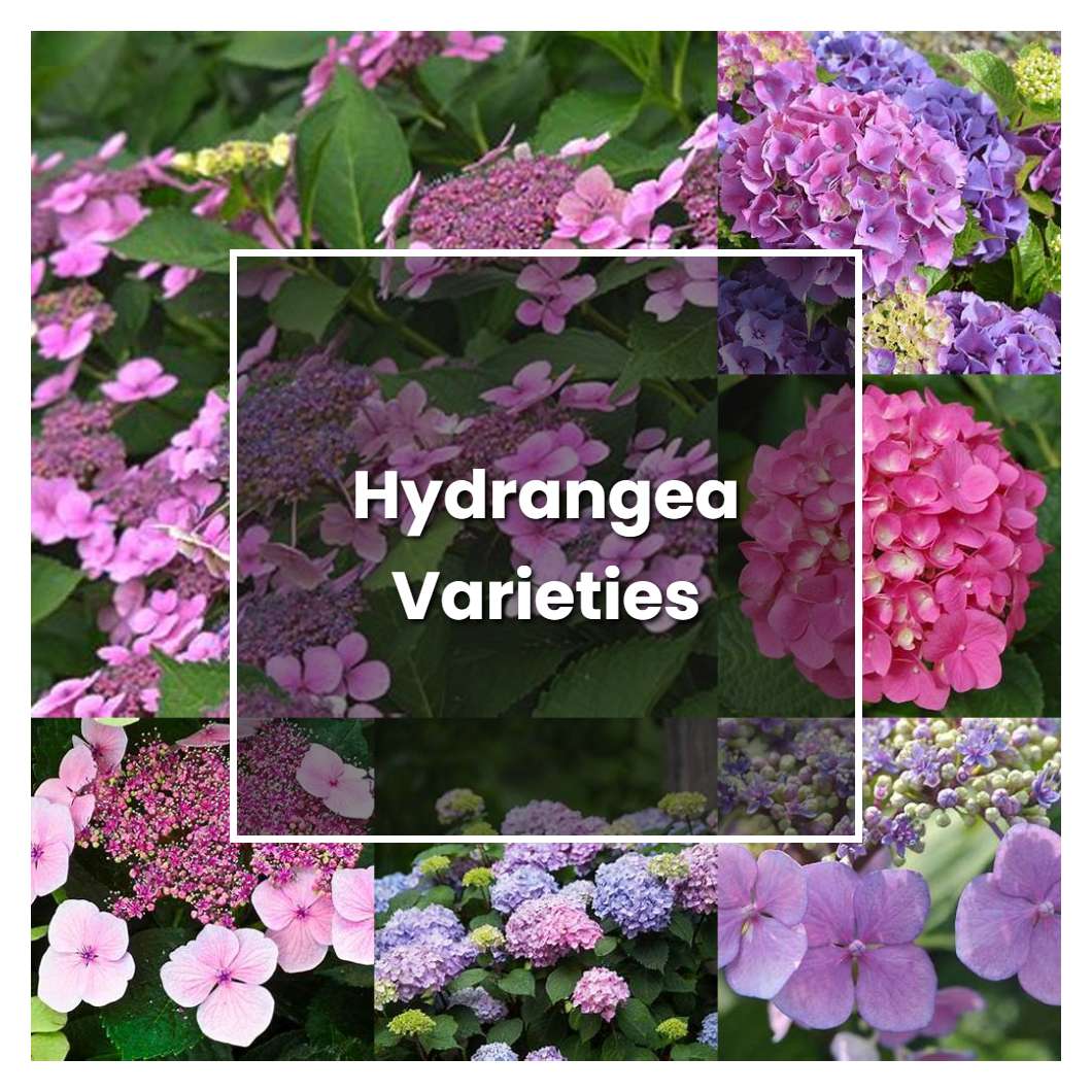 How To Grow Hydrangea Varieties Plant Care And Tips Norwichgardener 8681