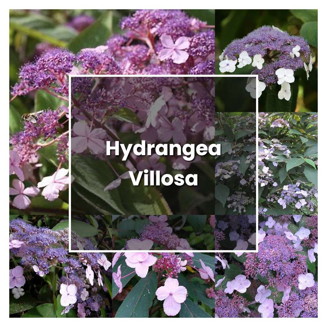 How To Grow Hydrangea Villosa Plant Care And Tips Norwichgardener 8289