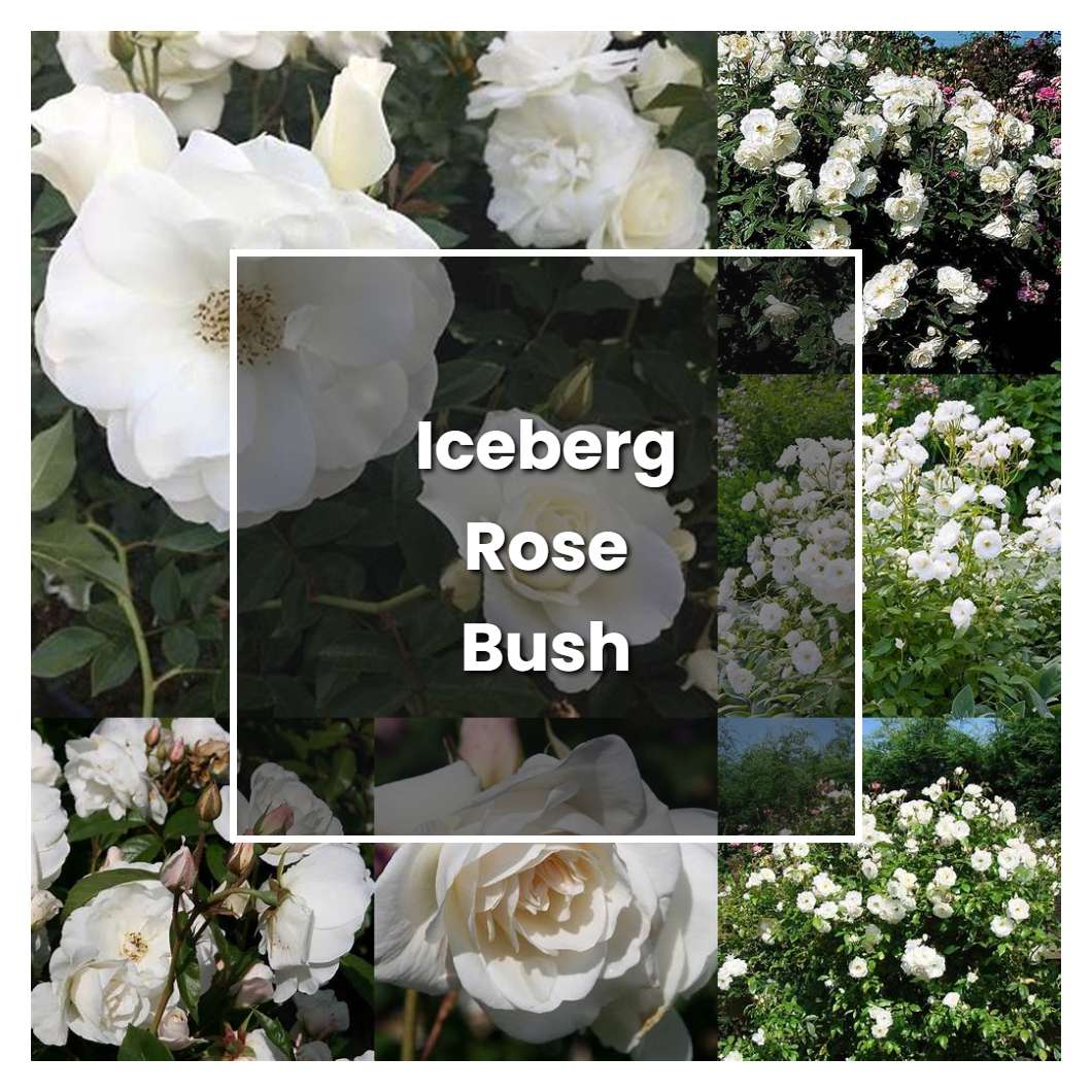 how-to-grow-iceberg-rose-bush-plant-care-tips-norwichgardener