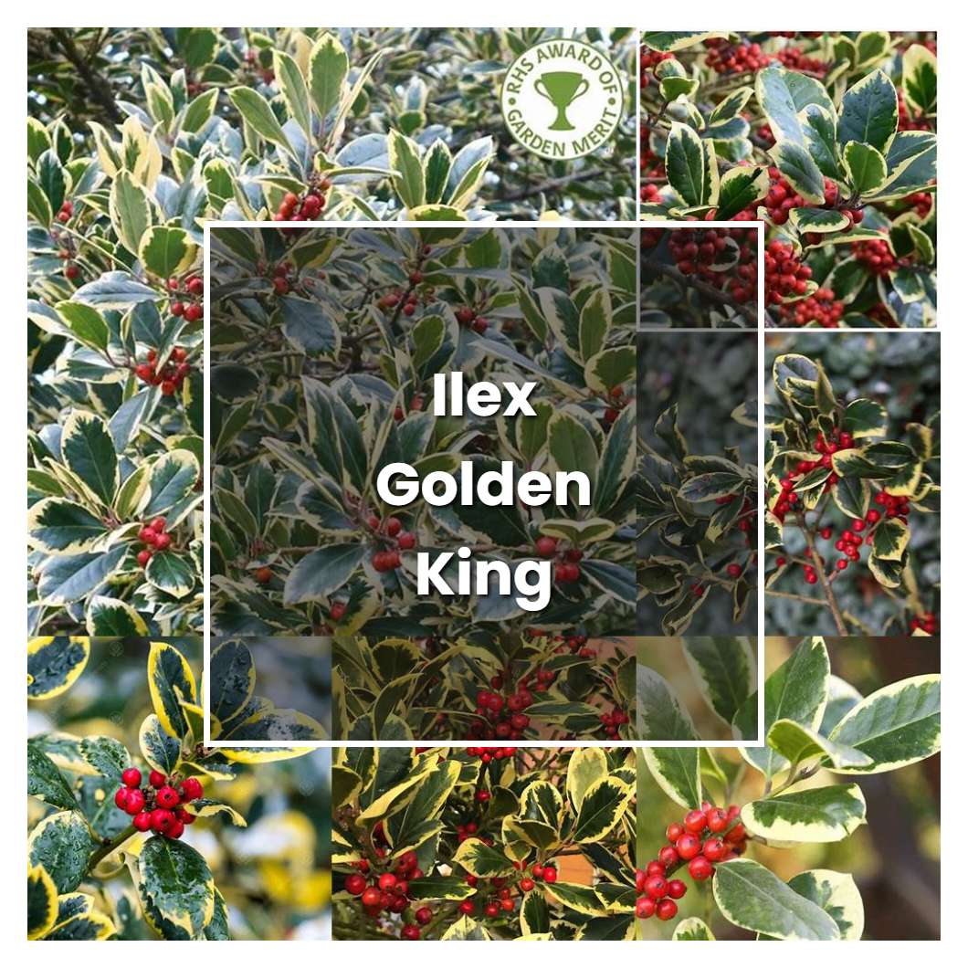 How to Grow Ilex Golden King - Plant Care & Tips