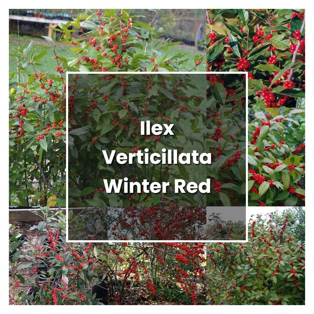 How To Grow Ilex Verticillata Winter Red Plant Care And Tips Norwichgardener 3879