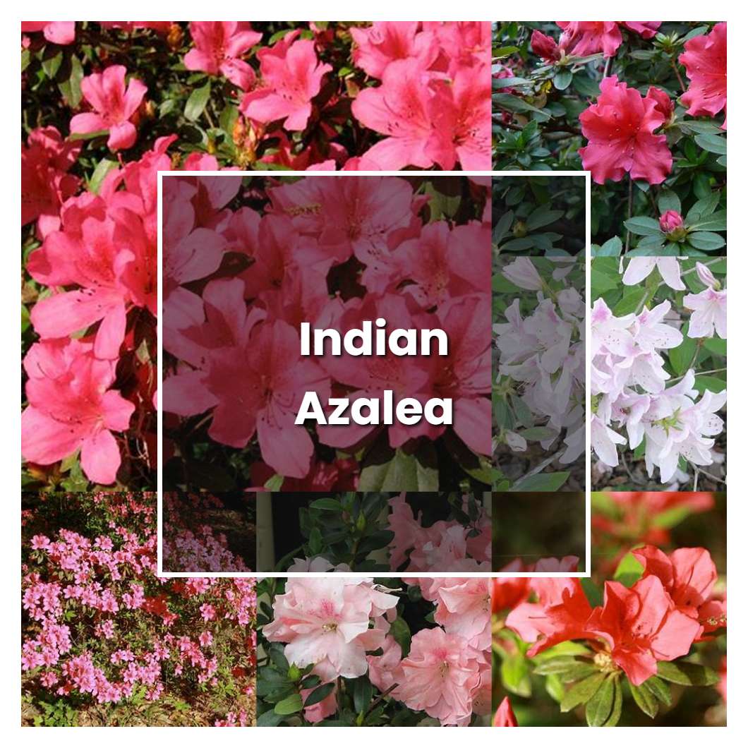 How To Grow Indian Azalea - Plant Care & Tips | NorwichGardener