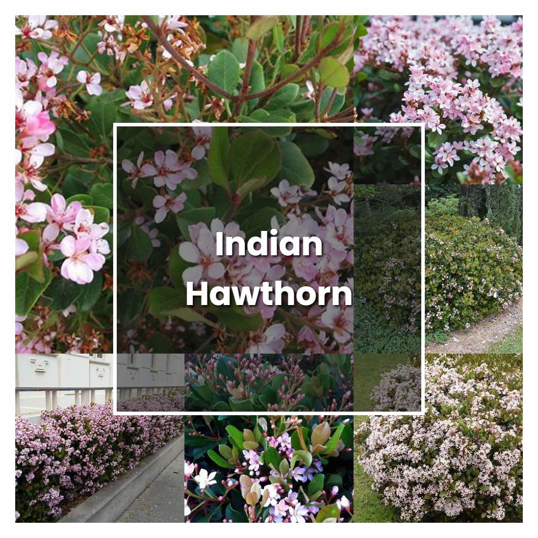 How to Grow Indian Hawthorn - Plant Care & Tips