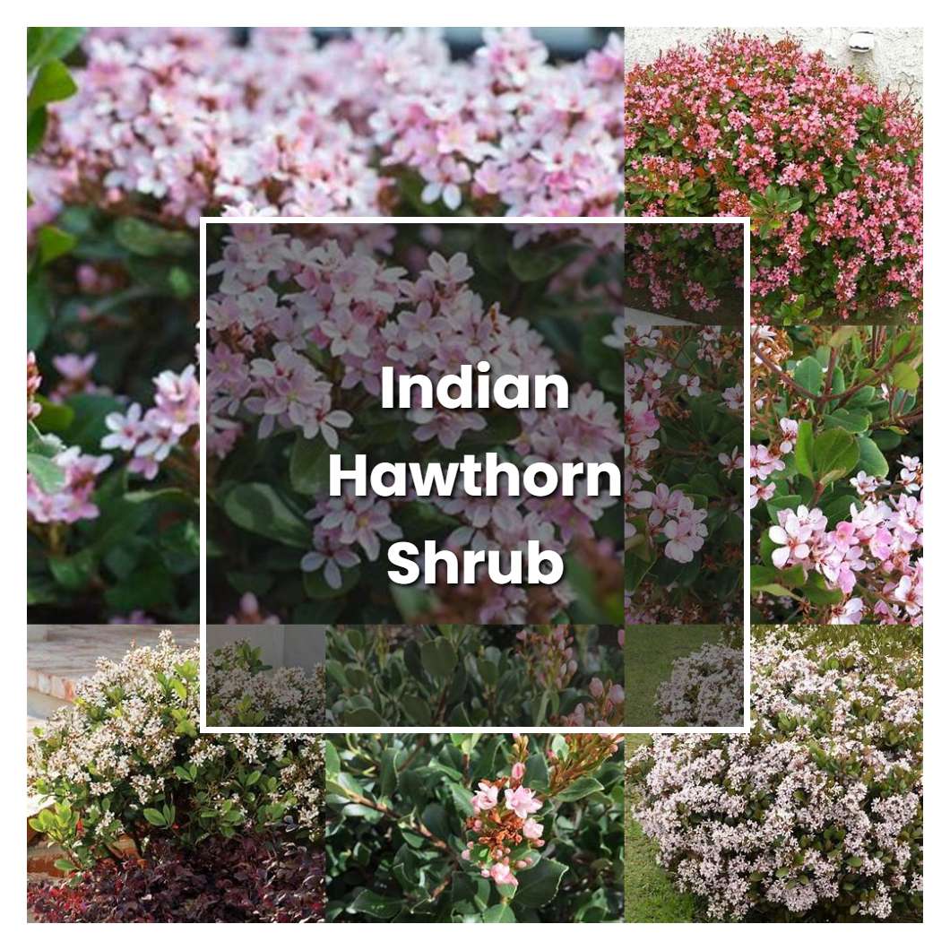 How To Grow Indian Hawthorn Shrub Plant Care And Tips Norwichgardener 8733