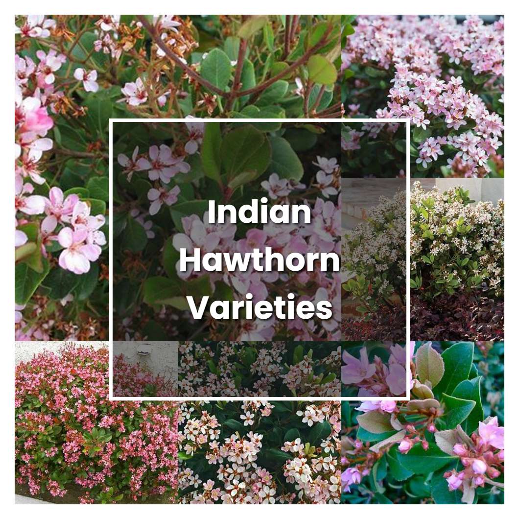 How To Grow Indian Hawthorn Varieties - Plant Care & Tips | NorwichGardener