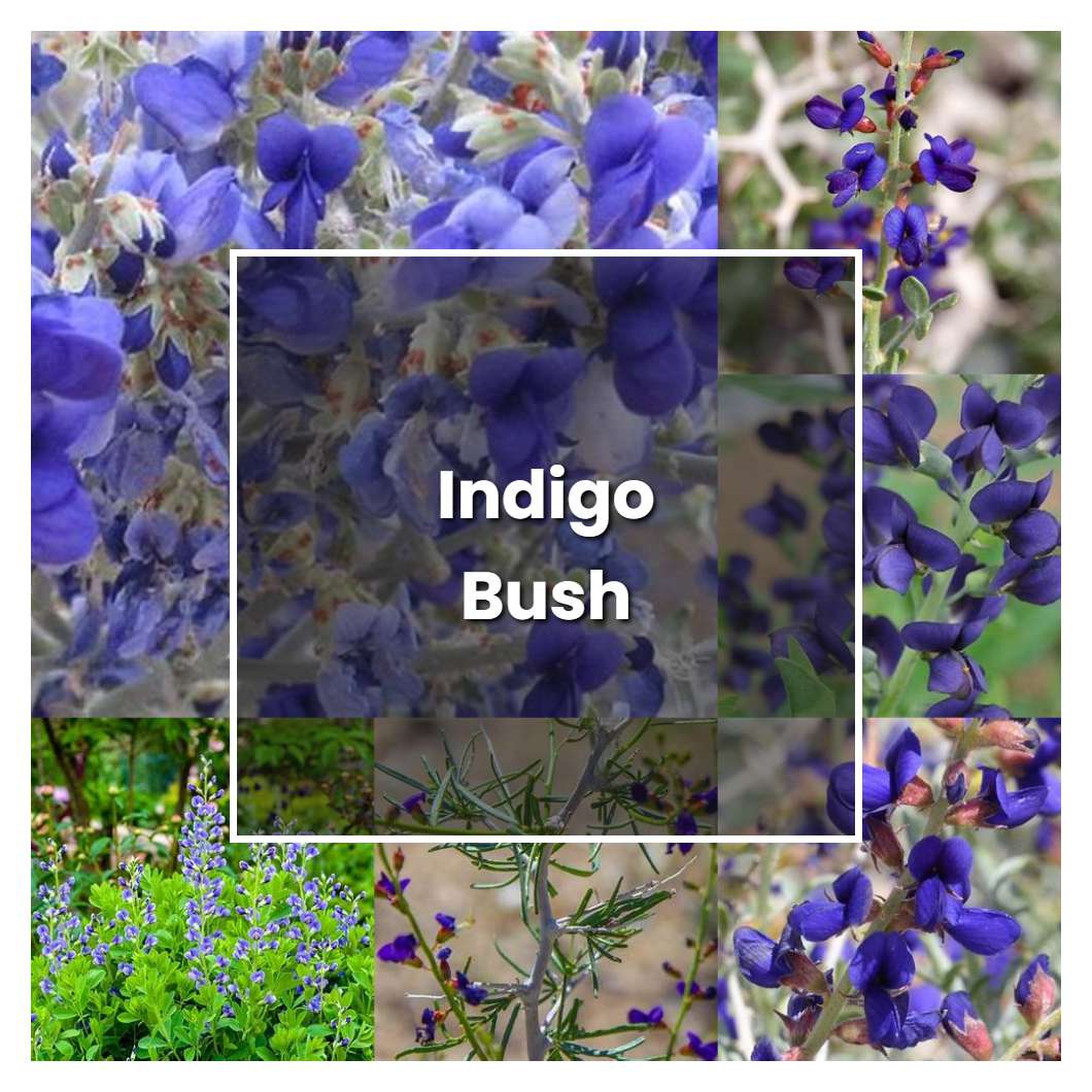 How to Grow Indigo Bush - Plant Care & Tips | NorwichGardener