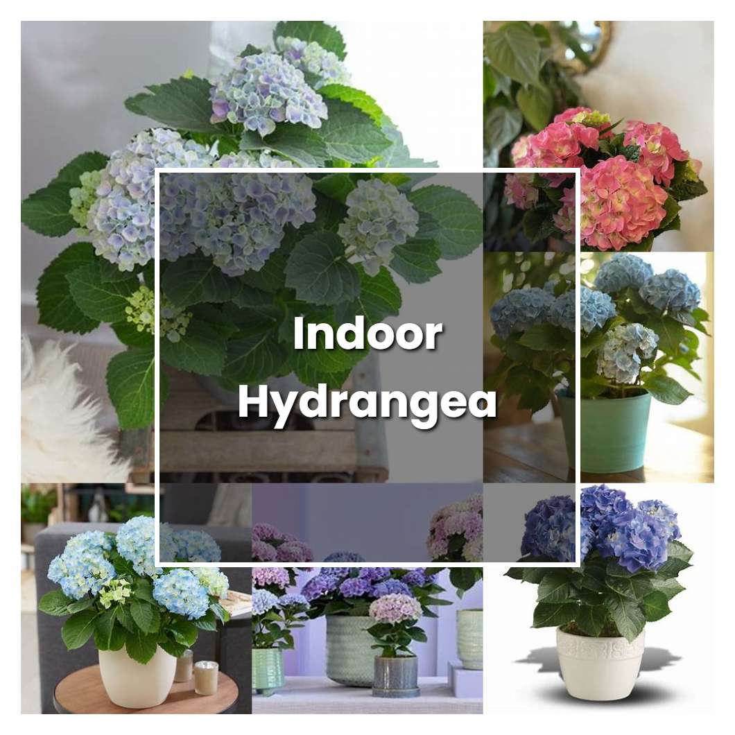 How To Grow Indoor Hydrangea - Plant Care & Tips | NorwichGardener