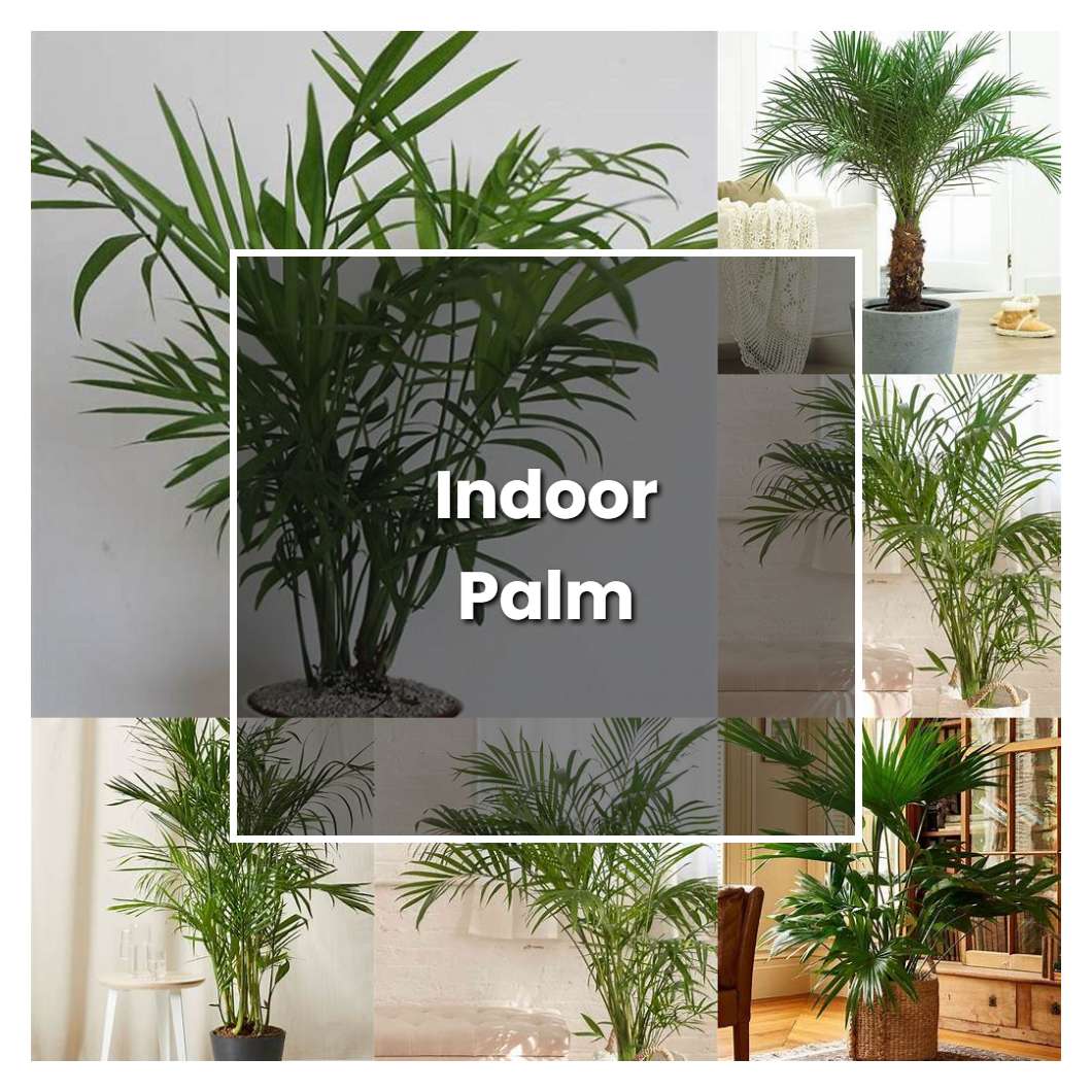 How to Grow Indoor Palm - Plant Care & Tips | NorwichGardener