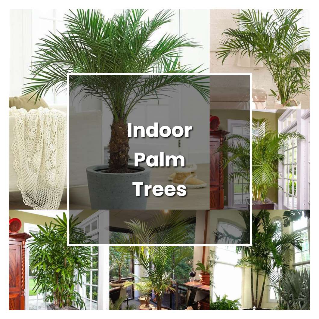 How to Grow Indoor Palm Trees - Plant Care & Tips