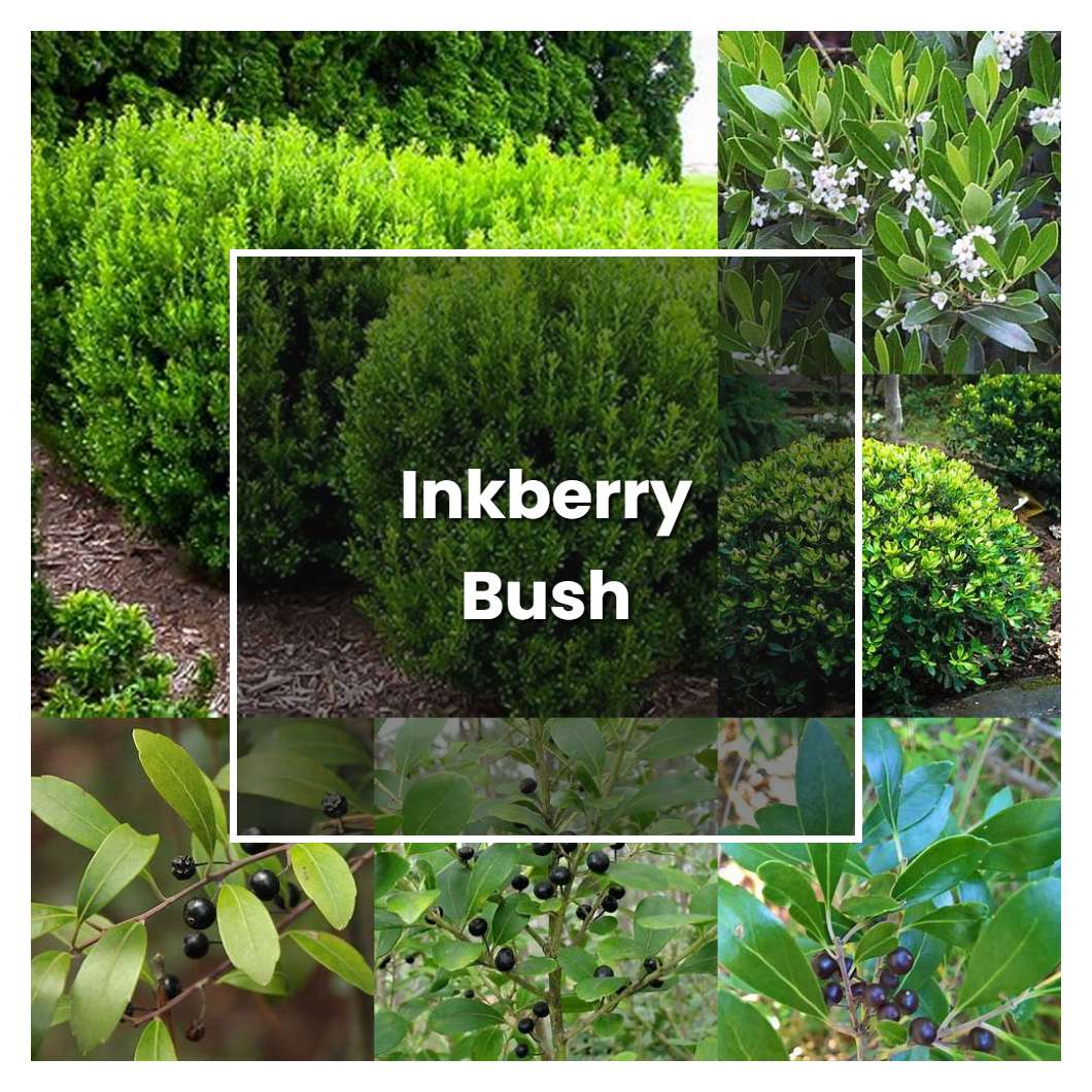 How to Grow Inkberry Bush - Plant Care & Tips | NorwichGardener