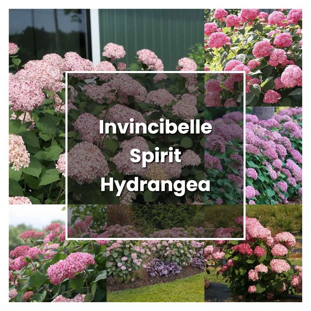 How to Grow Invincibelle Spirit Hydrangea - Plant Care & Tips