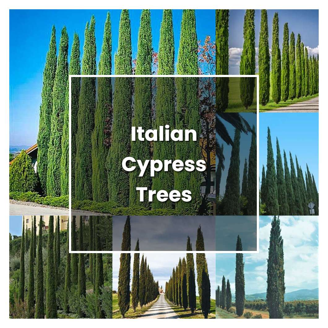 How to Grow Italian Cypress Trees Plant Care & Tips NorwichGardener